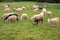 Flock of sheep on pasture. Herd of colorful sheep and lambs. Shaved sheep. Farmland background. Grazing muttons. Livestock concept