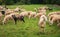 Flock of sheep on pasture. Herd of colorful sheep and lambs. Shaved sheep. Farmland background. Grazing muttons. Livestock concept