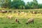 Flock of sheep on pasture. Livestock concept