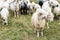 Flock of sheep in the pasture in the mountains