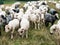 Flock of sheep in the pasture in the mountains