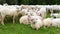 Flock of sheep in the pasture in the mountains