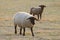 A flock of sheep on a pasture near Arles