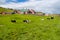 Flock of sheep on pasture in Torshavn, Denmark. Domestic sheep on green grass in village. Beautiful landscape view