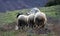 Flock of sheep at pasture. White color ruminant mammal animal with thick woolly coat at graze