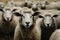 A flock of sheep in a pen. Close-up of sheep. Generation of AI