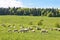 Flock of sheep in Poland