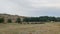 Flock of sheep and rams going on meadow. Livestock grazing in hilly area in cloudy weather.