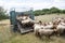 Flock of sheep ready for transport on cart behind tractor in the belgian ardennes near Liege