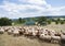 Flock of sheep ready for transport on cart behind tractor in the belgian ardennes near Liege