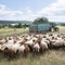 Flock of sheep ready for transport on cart behind tractor in the belgian ardennes near Liege