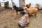 Flock of sheep rest in cattle pen at farm