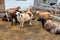 Flock of sheep rest in cattle pen at farm