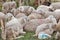 A flock of sheep rest during transhumance