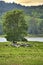 A flock of sheep resting together with two donkeys on the banks of the river Elbe in Lower Saxony, Germany