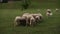 Flock of sheep is resting and walking on pasture, animal husbandry