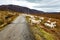 Flock of sheep on a road in a cloudy day in Scottish Highlands