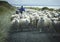 Flock of sheep on a road with shepherd