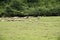 Flock of sheep in the Romanian countryside