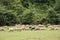 Flock of sheep in the Romanian countryside