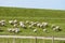 Flock of sheep running along a Dutch