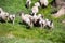 A flock of sheep running down a hill