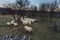 A flock of sheep running on meadow
