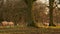 Flock of sheep running on a path with trees in the countryside at sunset or sunrise