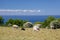 Flock of sheep by the sea near on Bornholm