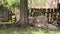 Flock of sheep in the shade of a tree in front of the wooden gate of rural house