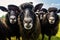 A flock of sheep. Sheep look into the camera. Animals on the farm. The concept of rural life. Generative AI