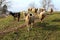 Flock of sheep and single goat standing on top of hill