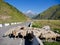 Flock of sheep in Sno valley, summit of Kazbeg mountain in background. Georgia.