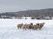 A Flock of Sheep in the Snow