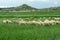 Flock of sheep and some goats grazing in a fenced meadow with abundant green grass