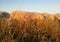 Flock of sheep in the Spanish countryside. The animals grazing.