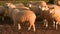 Flock of sheep standing in a field on a farm at sunset or sunrise