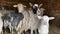 Flock of sheep stands in brick barn looking with curiosity