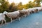 Flock of sheep staring in amazement at the roadside