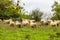 Flock of sheep, Strandzha mountain, Bulgaria