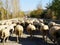 Flock of sheep in the street