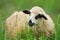 Flock sheep on a summer field