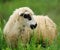 Flock sheep on a summer field