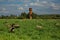 A flock of sheep on summer grazing.