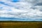 The flock of sheep on the summer meadows