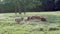 Flock of Sheep in Sunny, Grassy Meadow