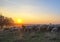 Flock of sheep at sunset in springtime