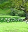 Flock of Sheep Taking a Mid Afternoon Rest