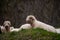 Flock of sheep and their lambs lounge in a picturesque meadow