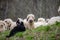 Flock of sheep and their lambs lounge in a picturesque meadow